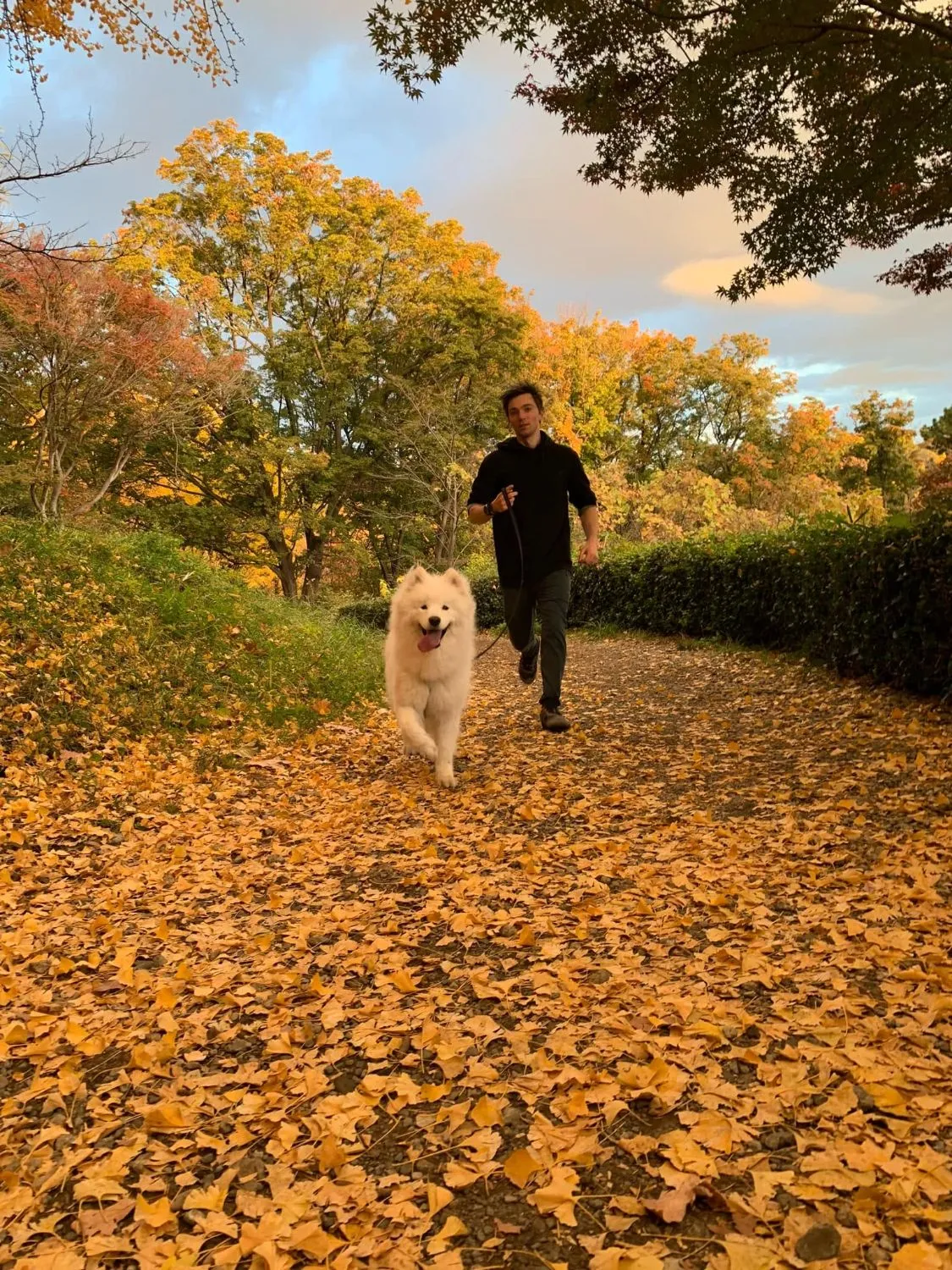 Chris running a leaf-covered ginkgo path with the Samoyed